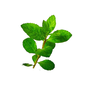 service-image